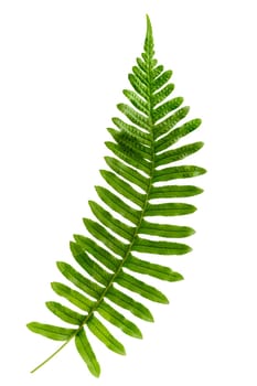 Leaf of polypody fern Polypody stimulates bile secretion and is a gentle laxative.
