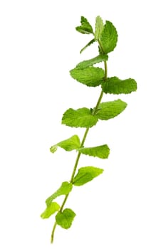 Fresh wild mint on a white background. Medicinal and food aromatic plant
