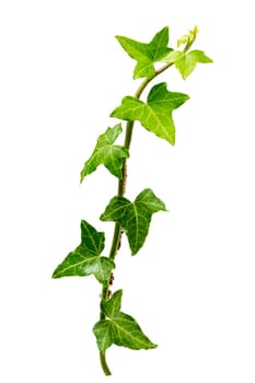 Green leaves ivy climbing vine plant, hanging branch isolated on white