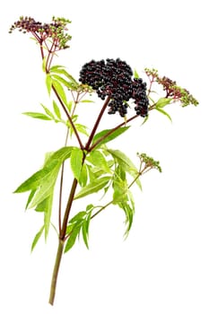 corymb of dwarf elder - sambucus ebulus with black toxic fruits wild plant