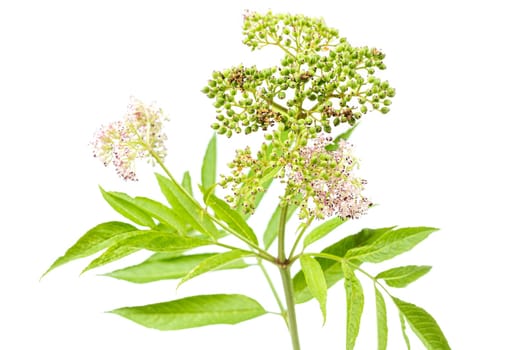 corymb of dwarf elder - sambucus ebulus with black toxic fruits wild plant