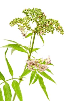 corymb of dwarf elder - sambucus ebulus with black toxic fruits wild plant