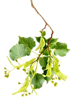 Fresh flowers and leaves of linden or lime-tree isolated on white background