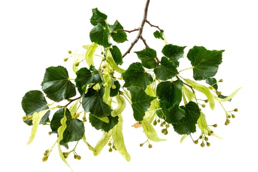 Fresh flowers and leaves of linden or lime-tree isolated on white background