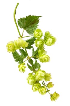 hops branch, isolated on a white background. Hop cones with leaf. Organic Hop Flowers. Close up.