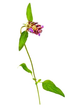 Selfheal, Prunella vulgaris isolated on white background, this plant is medical and edible, often used in salads