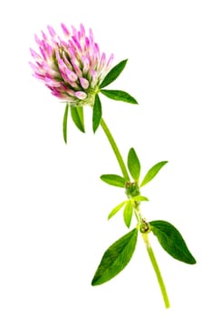 clover flowers isolated on a white background. Trefoil flowers. Medicinal herb.