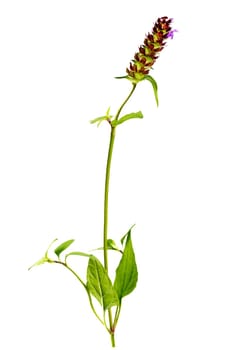 Selfheal, Prunella vulgaris isolated on white background, this plant is medical and edible, often used in salads