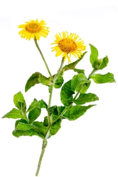 Fleabane, Pulicaria dysenterica, flowers and foliage isolated against white background