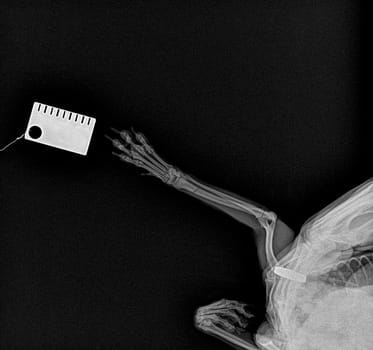 X-ray of a fractured front paw in a Pomeranian. Radiography