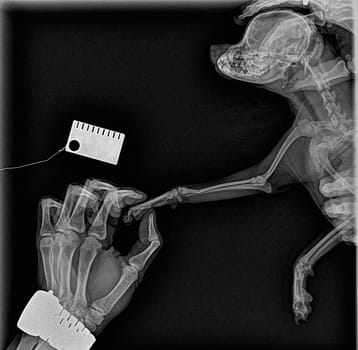 X-ray of a fractured front paw in a Pomeranian. Human hand supporting a sore paw. Radiography