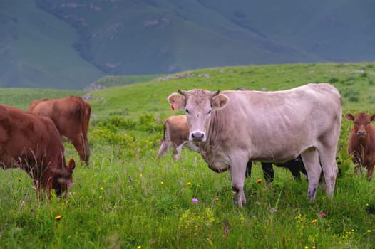 A gray cow surrounded by a herd on a green pasture. An ordinary farm cow. Cows in the pasture.