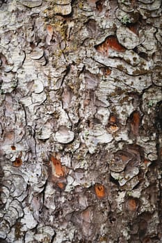 The texture of the bark and the background of the trunk of a coniferous tree. Detailed bark texture. Natural background