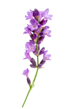 twig Flower violet lavender herb isolated on white background.