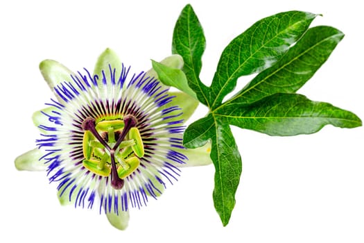 Passion Flower (Passiflora caerulea) . Beautiful passion fruit flower or Passiflora (Passifloraceae) over white background