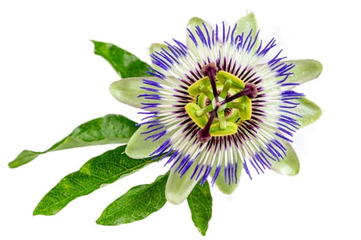 Passion Flower (Passiflora caerulea) . Beautiful passion fruit flower or Passiflora (Passifloraceae) over white background