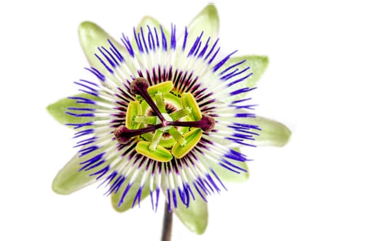 Passion Flower (Passiflora caerulea) . Beautiful passion fruit flower or Passiflora (Passifloraceae) over white background