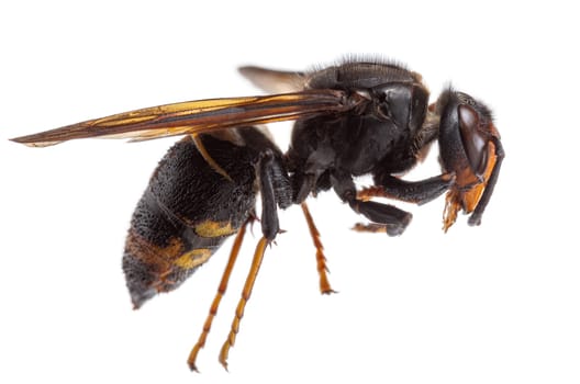 European Hornet (Vespa crabro) on white background. Closeup