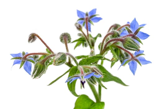 Heap of fresh blue borage flowers for decoration isolated at white