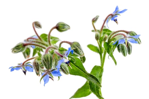 Heap of fresh blue borage flowers for decoration isolated at white