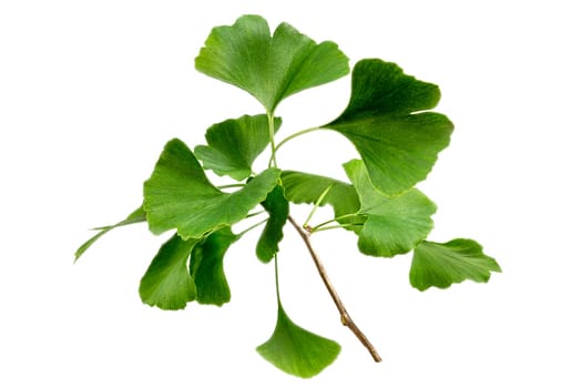 Ginkgo biloba leaf isolated on white background