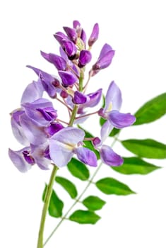 Wisteria flowering branch isolated on white with clipping path included, ideal frame for graphic designs