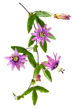 close-up of a passion flower with the botanical name passiflora violacea taken in a studio against white background