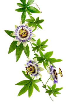 Passion Flower (Passiflora caerulea) . Beautiful passion fruit flower or Passiflora (Passifloraceae) over white background
