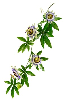 Passion Flower (Passiflora caerulea) . Beautiful passion fruit flower or Passiflora (Passifloraceae) over white background