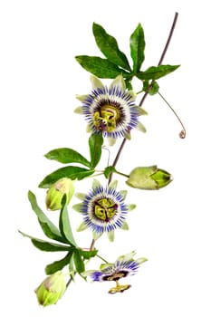 Passion Flower (Passiflora caerulea) . Beautiful passion fruit flower or Passiflora (Passifloraceae) over white background