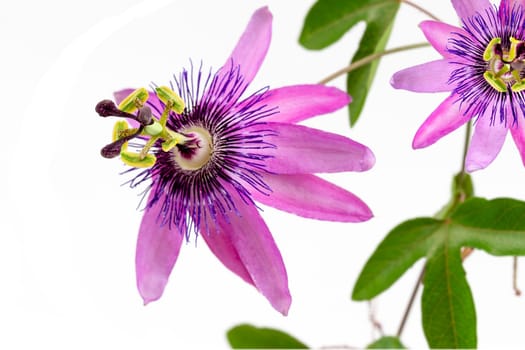 close-up of a passion flower with the botanical name passiflora violacea taken in a studio against white background