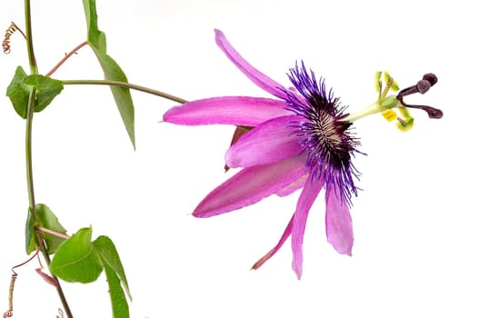 close-up of a passion flower with the botanical name passiflora violacea taken in a studio against white background