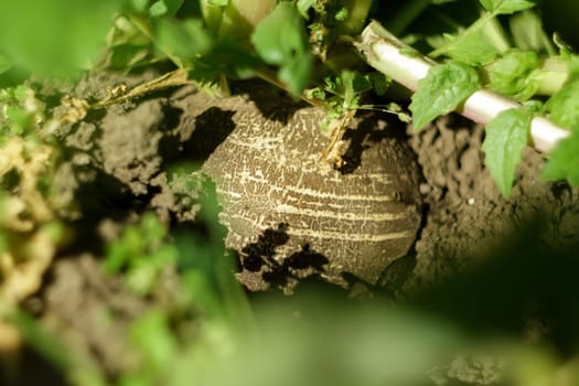 Black radish grow in farm, plants harvest orchard garden growing.