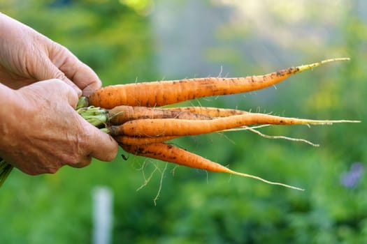Harvesting carrot season in the garden. Autumn work. Selective focus. Food.
