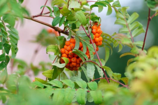 Rowan berry growing in clusters on the branches of a rowan tree. Selective focus