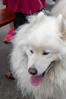 German Spitz, white beautiful cute dog, great companion and vigilant watchdog
