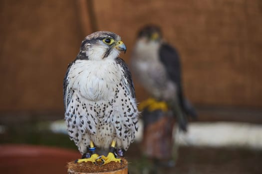Bird of prey at a Viking festival in Denmark.