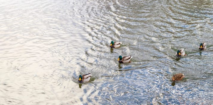 Close up shot of the ducks in the pond