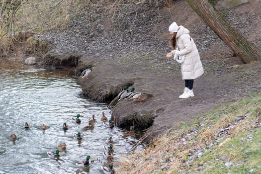Woman in the winter coat feeding ducks in the pond