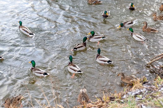 Close up shot of the ducks in the pond