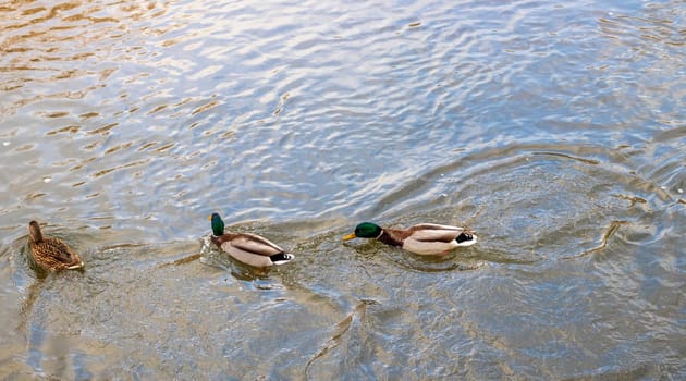 Close up shot of the ducks in the pond