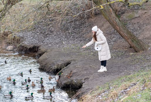 Woman in the winter coat feeding ducks in the pond