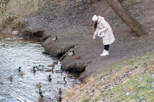 Woman in the winter coat feeding ducks in the pond