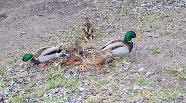 Close up shot of the ducks in the pond