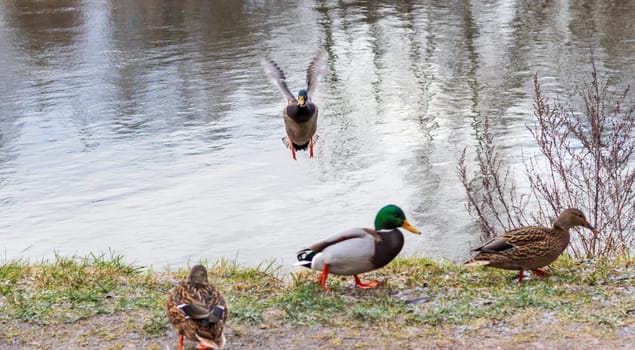 Close up shot of the ducks in the pond