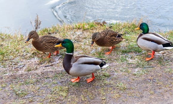 Close up shot of the ducks in the pond