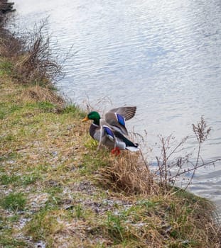 Close up shot of the ducks in the pond.