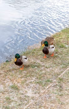 Close up shot of the ducks in the pond