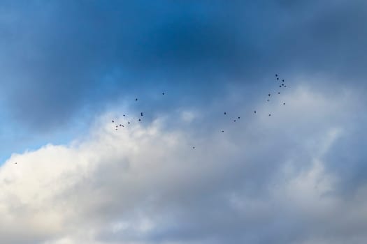 Shot of the flock of the birds in stormy sky