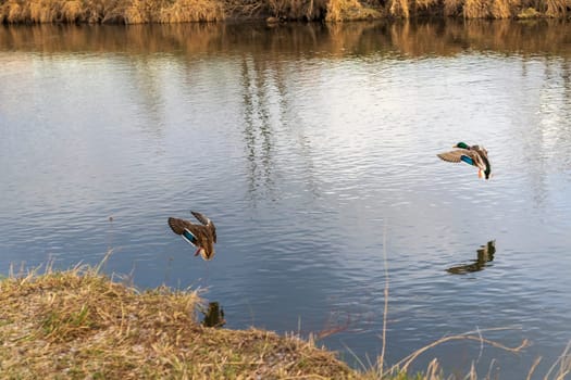 Close up shot of the ducks in the pond